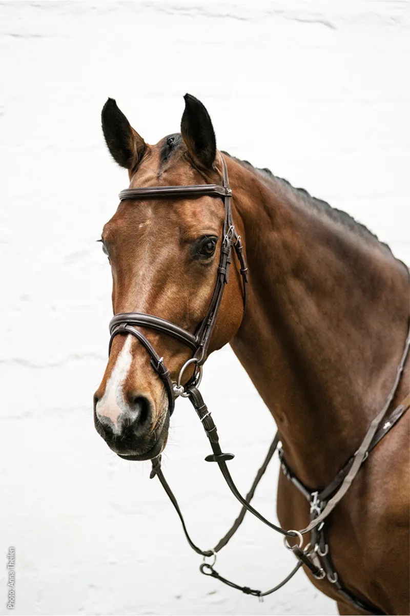 Schockemohle Cape Town Select Bridle Espresso-Silver - Image 2